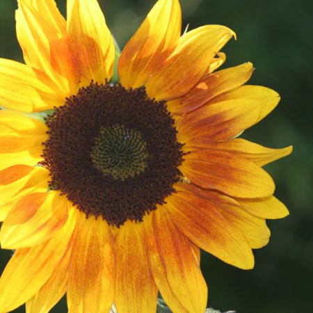 luminoasa floare a soarelui